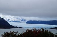 Notro (chil. Feuerstrauch) vor Perito Moreno-Gletscher (paradoxerweise hat Perito Moreno den nach ihn benannten Gletscher wohl nie zu Gesicht bekommen. 