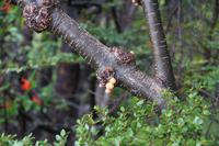 Pan Indio (indianisches Brot) am Perito Moreno