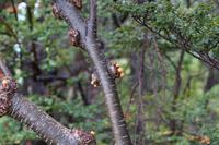 Pan Indio (indianisches Brot) am Perito Moreno
