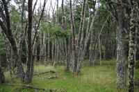 Verwunschener Wald beim Perito Moreno