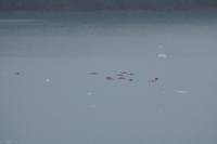 Kajakfahrer nähern sich dem Gletscher