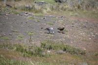 Pärchen Magellangänse