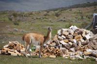 Guanaco vor Holzstapel 