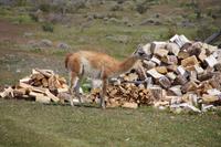 Guanaco vor Holzstapel 