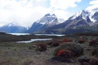 Torres del Paine-Massiv mit Guanaco-Sträuchern 