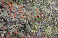 Mata Guanaco (Guanaco-Busch) mit Hummel