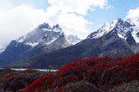 Torres del Paine-Massiv mit Guanaco-Sträuchern 
