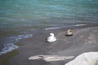 Cauquenes: Man sieht sie meist paarweise, das weiße Männchen und das bräunliche Weibchen
