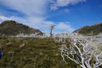 Abgebrannte Ñirre-Bäume - nur einer treibt wieder aus