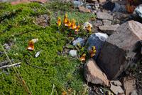 Zapatitos de la virgen - Jungfrauenschühchen 