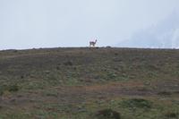 Es hat seinen Gegner entdeckt