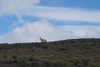 Kampf der Guanaco-Männchen 