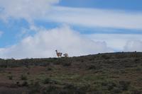 Kampf der Guanaco-Männchen 