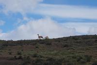 Kampf der Guanaco-Männchen 