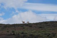 Kampf der Guanaco-Männchen 