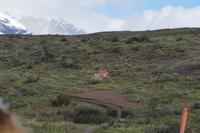 Kampf der Guanaco-Männchen 