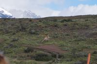 Hey, lauft bloß nicht auf uns zu! - Kampf der Guanaco-Männchen 