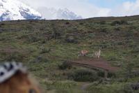 Kampf der Guanaco-Männchen 