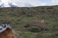 Kampf der Guanaco-Männchen 