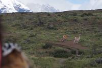 Kampf der Guanaco-Männchen 