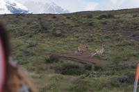Kampf der Guanaco-Männchen 