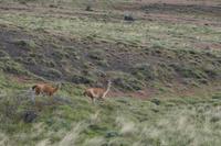 Kampf der Guanaco-Männchen 