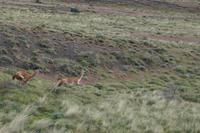 Kampf der Guanaco-Männchen 