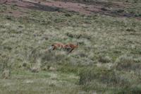 Kampf der Guanaco-Hengste
