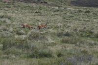 Kampf der Guanaco-Männchen 
