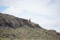 Guanacos scheinen Hügelkuppen zu mögen, gerade hier im Puma-Gebiet