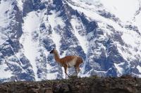 Guanaco vor Bergmassiv 