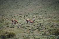 Guanaco-Jungtiere