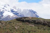 Guanaco vor Torres del Paine