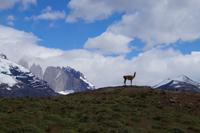 Torres del Paine und Guanaco auf Beobachtungsposten 