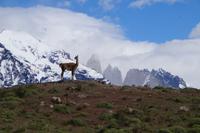 Torres del Paine und Guanaco auf Beobachtungsposten 