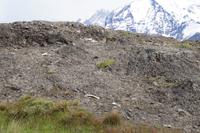 Knochen zeugen von der Anwesenheit von Pumas