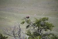 Caracara/Carancho