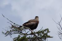 Caracara/Carancho