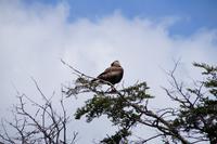Caracara/Carancho