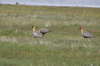 Schwarzgesichtige Ibisse