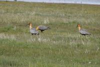 Schwarzgesichtige Ibisse