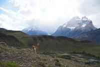 Plötzlich kommt ein Guanaco des Weges