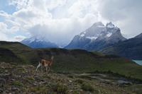 Das Guanaco ist wohl überrascht von uns