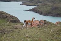 Guanaco vor Ausläufer des Nordenskjöld-Sees