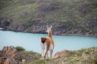 Guanaco vor Ausläufer des Nordenskjöld-Sees