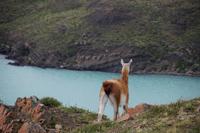 Guanaco vor Ausläufer des Nordenskjöld-Sees