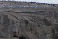 Möwen und Kormorane auf der Isla Marta