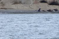 Seelöwen auf der Isla Marta