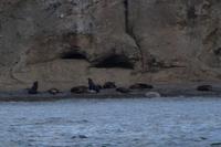 Seelöwen auf der Isla Marta