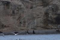 Dominikanermöwen und Seelöwen (Isla Marta) 